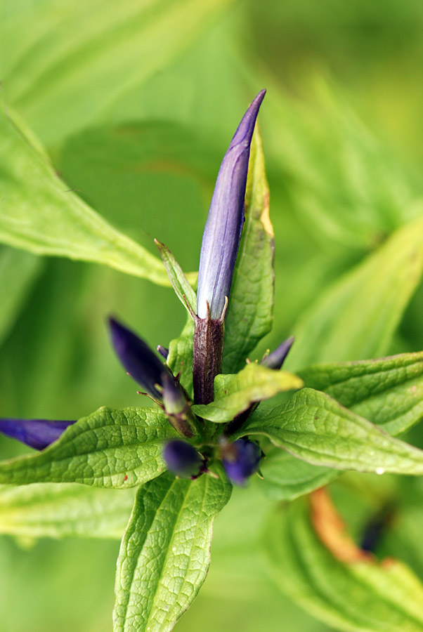 Gentiana asclepiadea / Genziana d''Esculapio